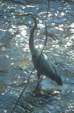 Blue Heron